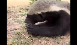 蜜獾爆料自己的视频下载,揭秘幕后真相